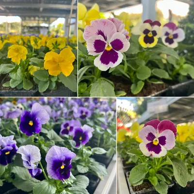 pansies (Анютины глазки, или фиалка Виттрока — Viola x wit… | Flickr