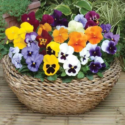 Анютины глазки или фиалка трехцветная. Viola tricolor. Своим строением  цветок фиалки напоминает фигуру человека и символизирует ра… | Анютины  глазки, Фиалки, Цветок
