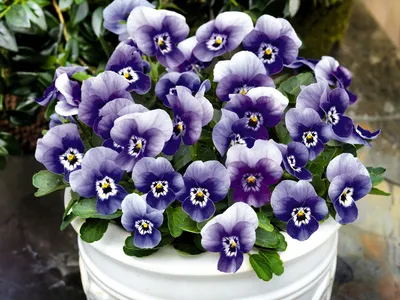 Виола Микс (Анютины глазки) 🌼 купить в Москве недорого с доставкой -  GoodFlora