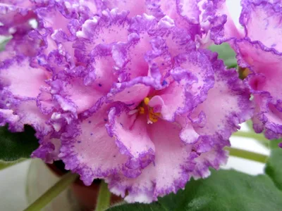 Фиалка цветок (много фото) - treepics.ru