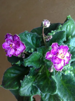 Фиалка Анжелика | African violets plants, Violet plant, Plants