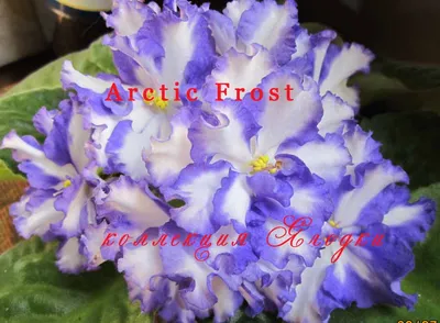 Фиалка Arctic Frost химера