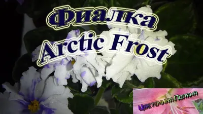 Фиалка Arctic Frost