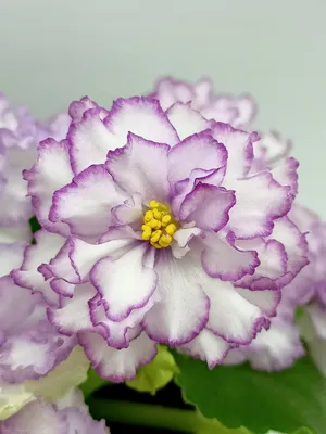 Arctic Frost (S. Sorano) Semidouble white large star/variable blue-marked  eye, edge. Medium green. Standard | Toronto Violets. Buy/for sale.