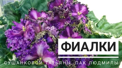 Главная | Стандарты (Отечественные) | Лебецкая | ЛЕ-Снежный Балет | Сайт  Светланы Самохиной: фиалки, стрептокарпусы, эписции