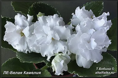 Фиалки на Алтае