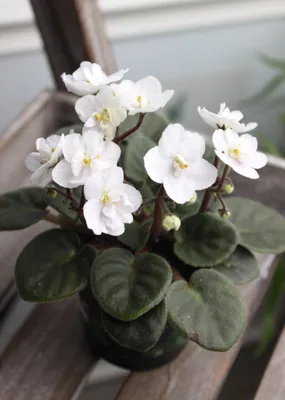 Фиалка белая мини купить в Москве с доставкой | Магазин растений Bloom  Story (Блум Стори)
