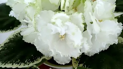 Фиалка ЛЕ-Белая камелия стартер (ID#667134745), цена: 120 ₴, купить на  Prom.ua
