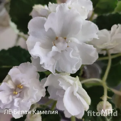 Фиалка ЛЕ-Белая Камелия