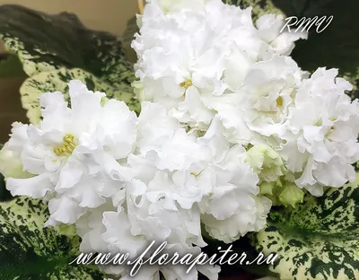 ЛЕ-Белая Камелия (Е.Лебецкая) 2014 - Msk.FloraPiter.Ru коллекционные ФИАЛКИ  (г.Королев, г.Москва и Московская обл.)