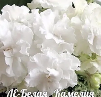Украинская Селекция