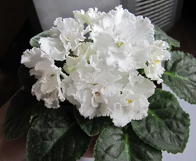 ЛЕ-Белая Камелия (Е.Лебецкая) 2014 - Msk.FloraPiter.Ru коллекционные ФИАЛКИ  (г.Королев, г.Москва и Московская обл.)