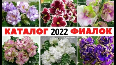 Фиалка ЛЕ-Белая Камелия
