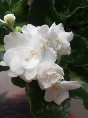 Фиалки (листья свежесрезанные и укорененные, детки, цена 1.50 р. купить в  Гродно на Куфаре - Объявление №74670758