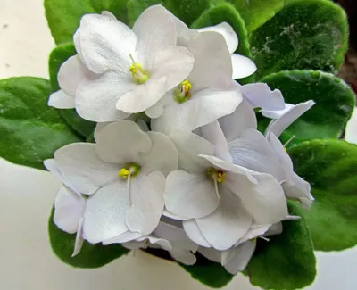 Фіалка (сенполія) ЛЕ-Белая Камелия (ID#1057833308), цена: 50 ₴, купить на  Prom.ua