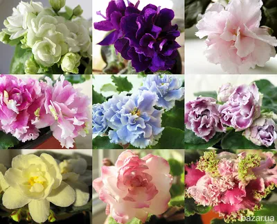 Фиалки селекции Лебецкой (ЛЕ-) - FloraPiter.Ru коллекционные ФИАЛКИ из  Санкт-Петербурга