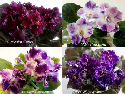Torygesneria.redka.com.ua