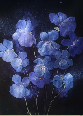 Virtual Violet :: Просмотр темы - Выбрать белую фиалку
