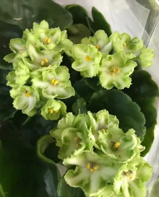Фиалки селекции Лебецкой (ЛЕ-) - FloraPiter.Ru коллекционные ФИАЛКИ из  Санкт-Петербурга