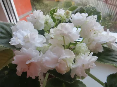 Фиалка ЛЕ-Белая Камелия