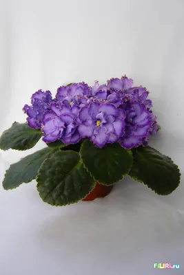 Repost african.violet.sell Blue Dragon 30 تومان #بنفشه_آفریقایی  #بنفشه_آفريقايي #africanviolets #фиалка #fialki | African violets, Flower  pots, Instagram posts