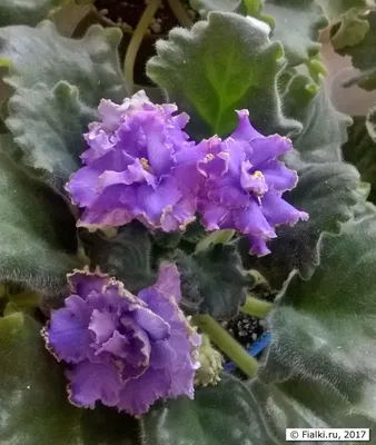 Blue Dragon, LLG / Sorano, flower | Африканская фиалка, Сенполия,  Фиолетовые цветы