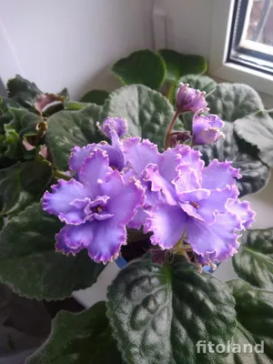 Blue Dradon. My beautiful African Violet. - YouTube