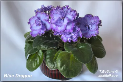 Blue Dragon, LLG / Sorano, violet | Фиолетовые цветы, Фиалки