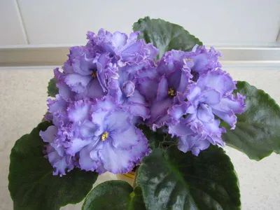 African Violet Blue Dragon | African violets, Purple flowers, Saintpaulia