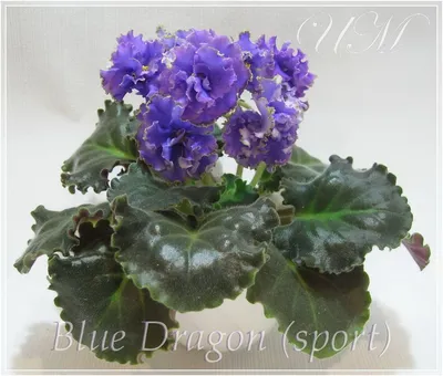 Фиалка (сенполия) Голубой Дракон Blue Dragon (Sorano) (ID#553219821), цена:  50 ₴, купить на Prom.ua