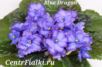Фиалка Blue Dragon - YouTube