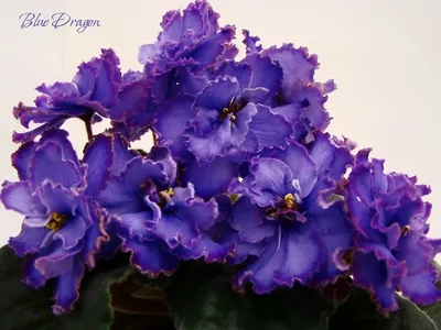 Стрептокарпусы DS-Blue Dragon (стартер) — купить в Красноярске. Горшечные  растения и комнатные цветы на интернет-аукционе Au.ru