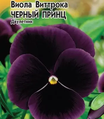 Virtual Violet :: Просмотр темы - Сравнительные фото фиалок