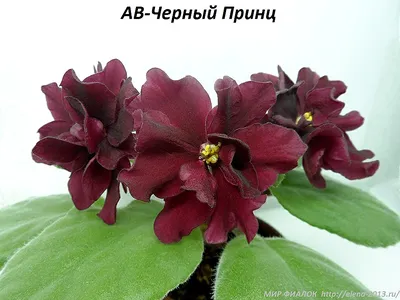 АВ-Черный Принц, укорененный лист 23.12.15 | African violets, Black  flowers, Plants