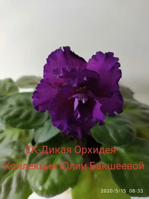 Фиалка ЕК-Дикая Орхидея (детка) (ID#1504694869), цена: 30 ₴, купить на  Prom.ua