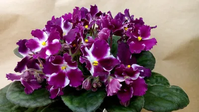 Фиалка дикая орхидея - 78 фото