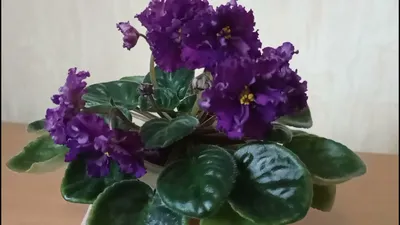 Фиалка ЕК-Дикая орхидея - YouTube