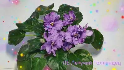 Фиалка Ек-кровавая орхидея — купить в Красноярске. Горшечные растения и  комнатные цветы на интернет-аукционе Au.ru