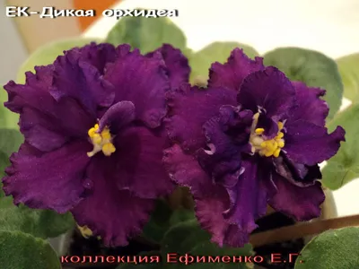 Фиалка ЕК - Дикая орхидея