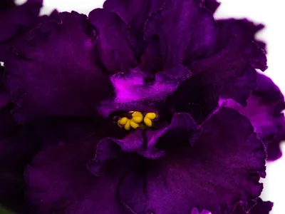 Фиалка ЕК-Дикая орхидея - описание, фото сорта сенполии