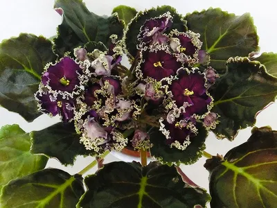 РС-Дон Жуан | African violets plants, African violets, Violet plant