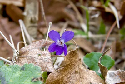 File:Фиалка душистая - Víola odorata - Wood violet (Sweet violet, English  violet, Common violet) - Горска теменуга - Duftveilchen (25632671083).jpg -  Wikimedia Commons