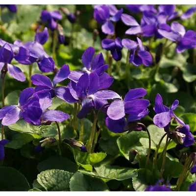 Фиалка душистая синяя Viola odorata