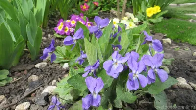 Фиалка лесная душистая (Viola odorata)