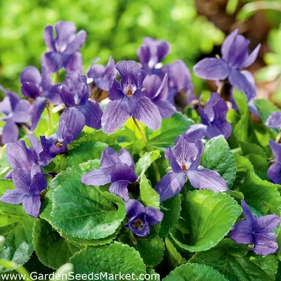 Фиалка душистая - 120 семена - Viola odorata – Garden Seeds Market |  Бесплатная доставка