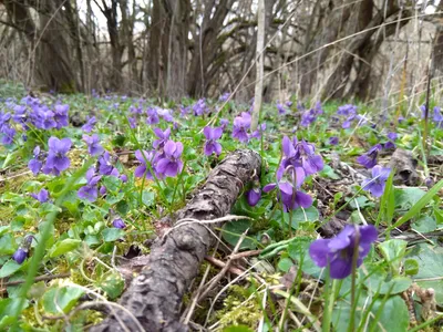 Фиалка душистая (лат. Viola odorata). История и скрытые значения цветка |  Мой огород | Дзен