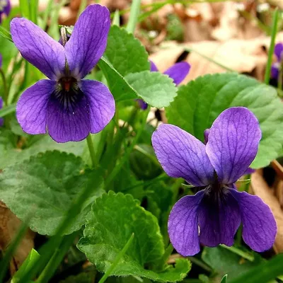 Фиалка душистая \"Миракл Ред\" (Viola odorata \"Miracle Red\")