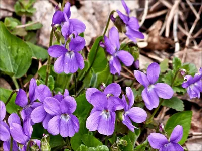 Фиалка душистая (Viola odorata). Фото на сайте \"Грибы: информация и  фотографии\"