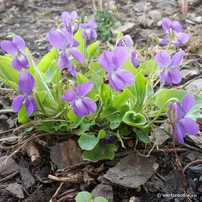 Саженцы Фиалка душистая (Viola odorata `Konigin Charlotte`) из питомника  растений Гринстрана купить по цене от 350 рублей | Описание, фото,  доставка, консультация — Гринстрана.ру