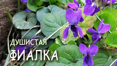 Лекарственное растение Фиалка душистая (Viola odorata) | Viooltje, Planten,  Tuinieren